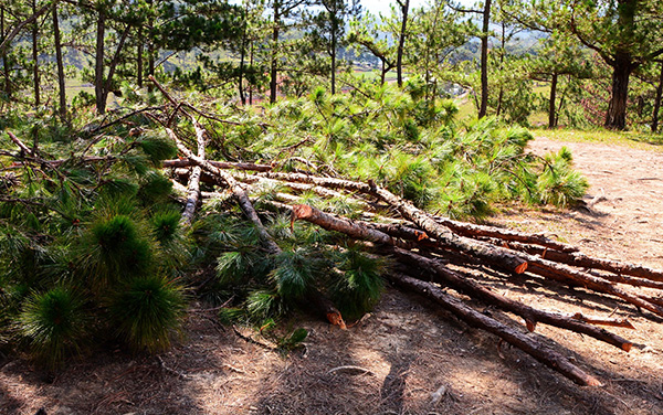 Tội hủy hoại rừng bị xử lý như thế nào theo quy định của pháp luật?