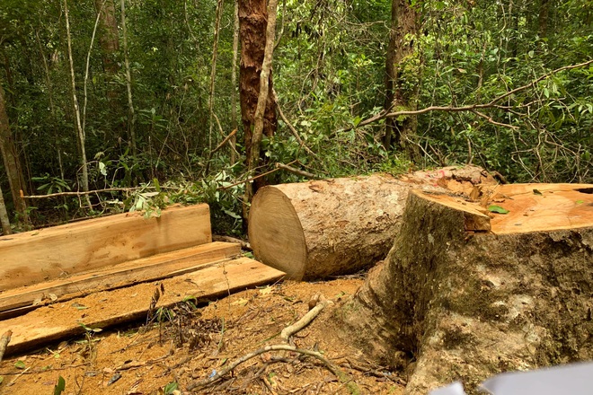 Vi phạm quy định khai thác bảo vệ rừng bị xử phạt bao nhiêu năm tù?