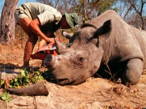 Hành vi săn thú rừng hoang rã bị xử phạt như thế nào?