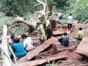 Trộm gỗ quý ở vườn quốc gia bị xử lý như thế nào