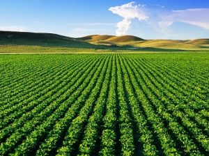 Hạn mức đất nông nghiệp theo quy định?