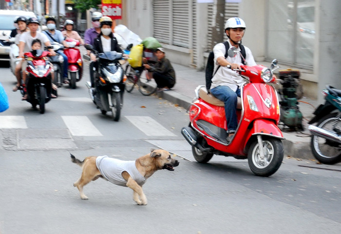 Chó thả rông gây ra tai nạn thì chủ bị xử lý ra sao