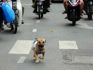 Chó ra đường gây tai nạn ai phải bồi thường?