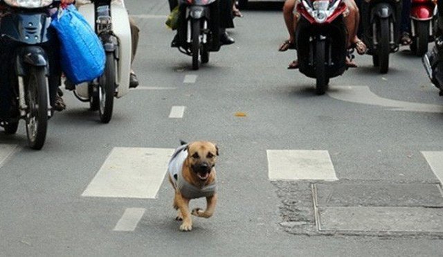 Chó ra đường gây tai nạn ai phải bồi thường?