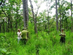 Nhiệm vụ và tiêu chuẩn của kỹ thuật viên quản lý bảo vệ rừng