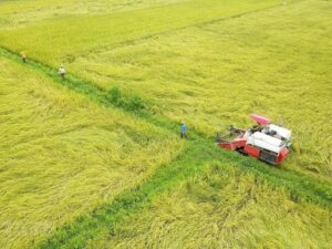 Chuyển đất trồng lúa sang đất ở được hay không?