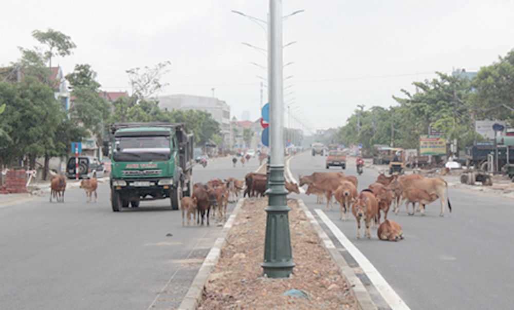 Bản cam kết không thả rông gia súc mới