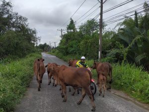 Bản cam kết không thả rông gia súc mới