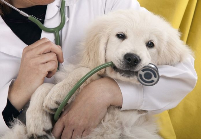 Điều kiện cấp chứng chỉ hành nghề thú y cần những gì?