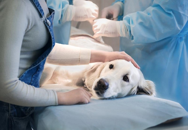 Điều kiện cấp chứng chỉ hành nghề thú y