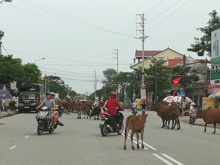 Quy định xử phạt trâu bò thả rông hiện nay