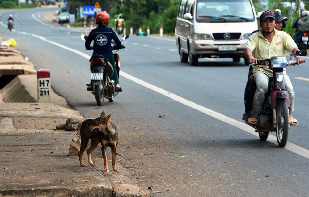 Tai nạn giao thông do chó cột lề đường gây tai nạn thì ai chịu trách nhiệm?
