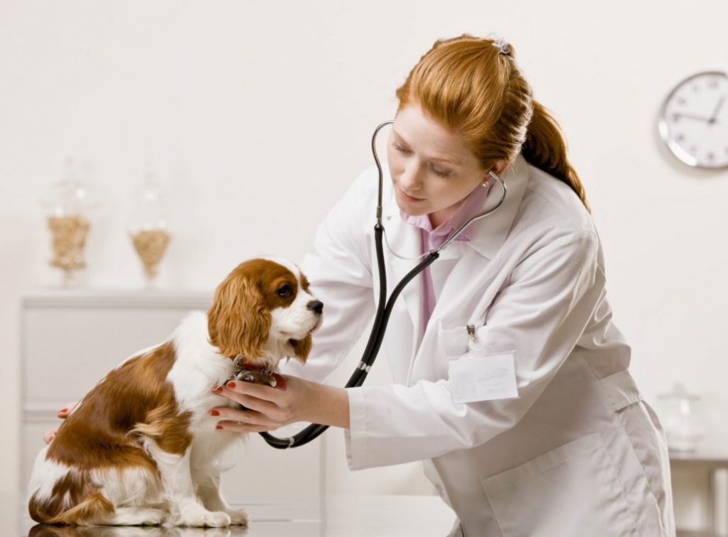 Thủ tục xin giấy phép hành nghề thú y