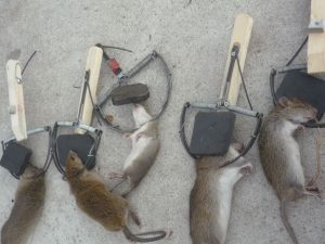 Bẫy chuột bằng điện gây chết người là lỗi gì?
