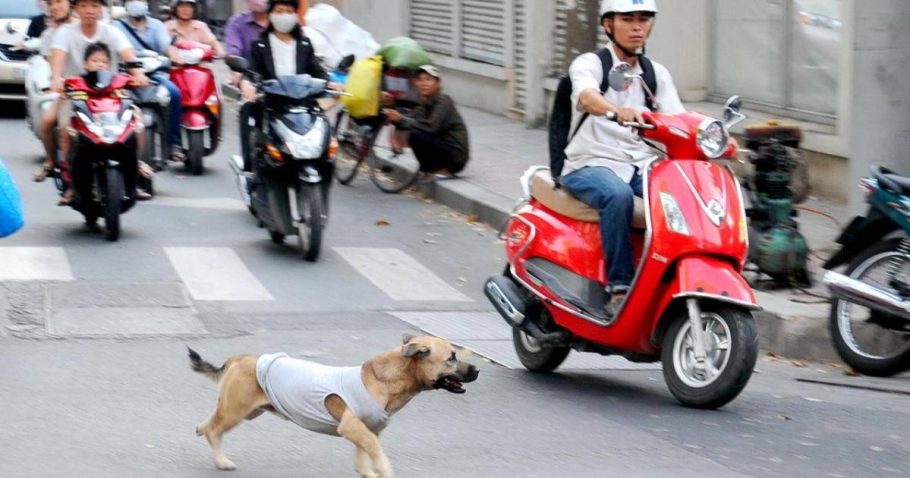 Chủ sở hữu có bị đi tù khi thả rông chó gây tai nạn giao thông không?