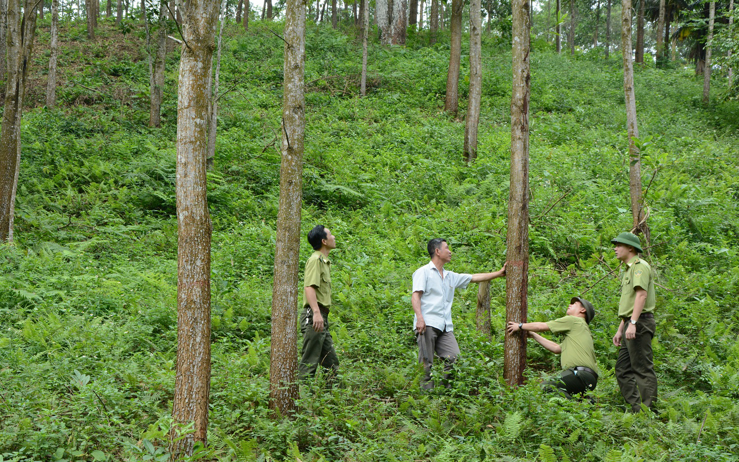 Nghị định 83 về chuyển mục đích sử dụng rừng