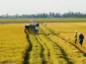 Nhà nước thu hồi đất gây thiệt hại đối với cây trồng thì chỉ bồi thường đối với đất trồng lúa