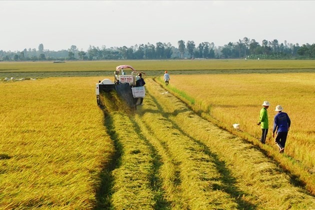 Nhà nước thu hồi đất gây thiệt hại đối với cây trồng thì chỉ bồi thường đối với đất trồng lúa