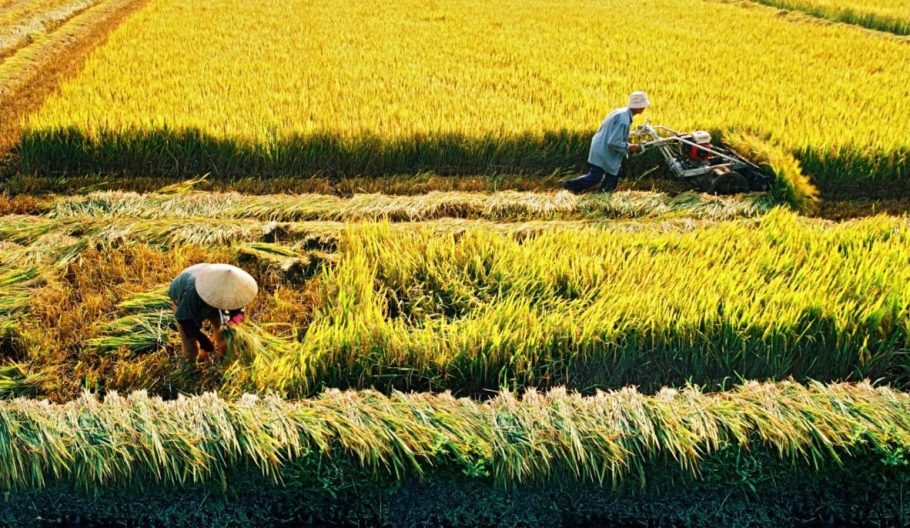 Mẫu bản đăng ký chuyển đổi cơ cấu cây trồng trên đất trồng lúa mới năm 2022