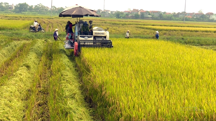 Mẫu bản đăng ký chuyển đổi cơ cấu cây trồng trên đất trồng lúa 