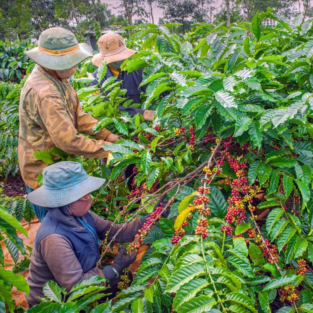 Đất 132 là loại đất như thế nào?