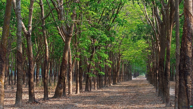 Chuyển đất nuôi trồng thủy sản sang đất trồng cây lâu năm