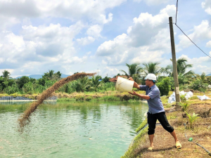 Chuyển đổi đất ruộng sang đất ao như thế nào?