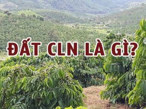 Đất CLN là gì? Thủ tục chuyển đất CLN sang đất ở năm 2023