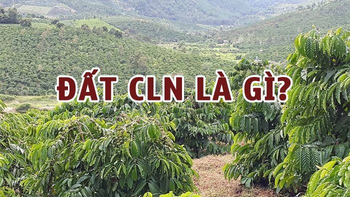 Đất CLN là gì? Thủ tục chuyển đất CLN sang đất ở năm 2023