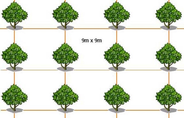 Quy định mật độ cây xanh trong xây dựng