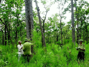Phí đo đạc đất rừng sản xuất