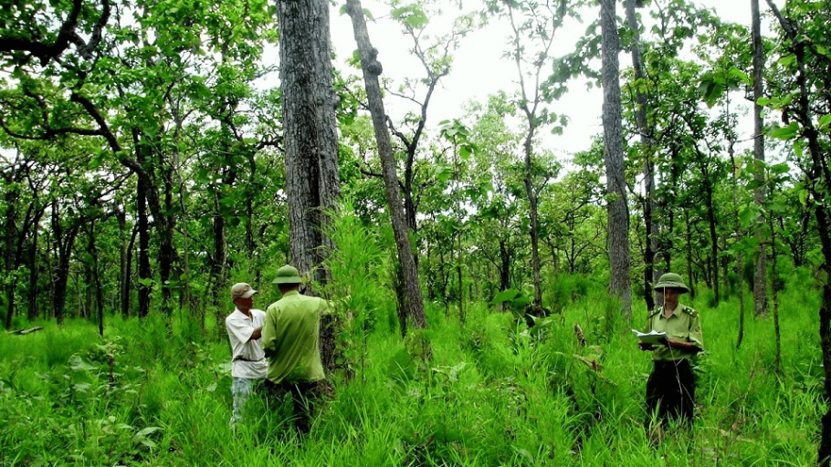 Phí đo đạc đất rừng sản xuất