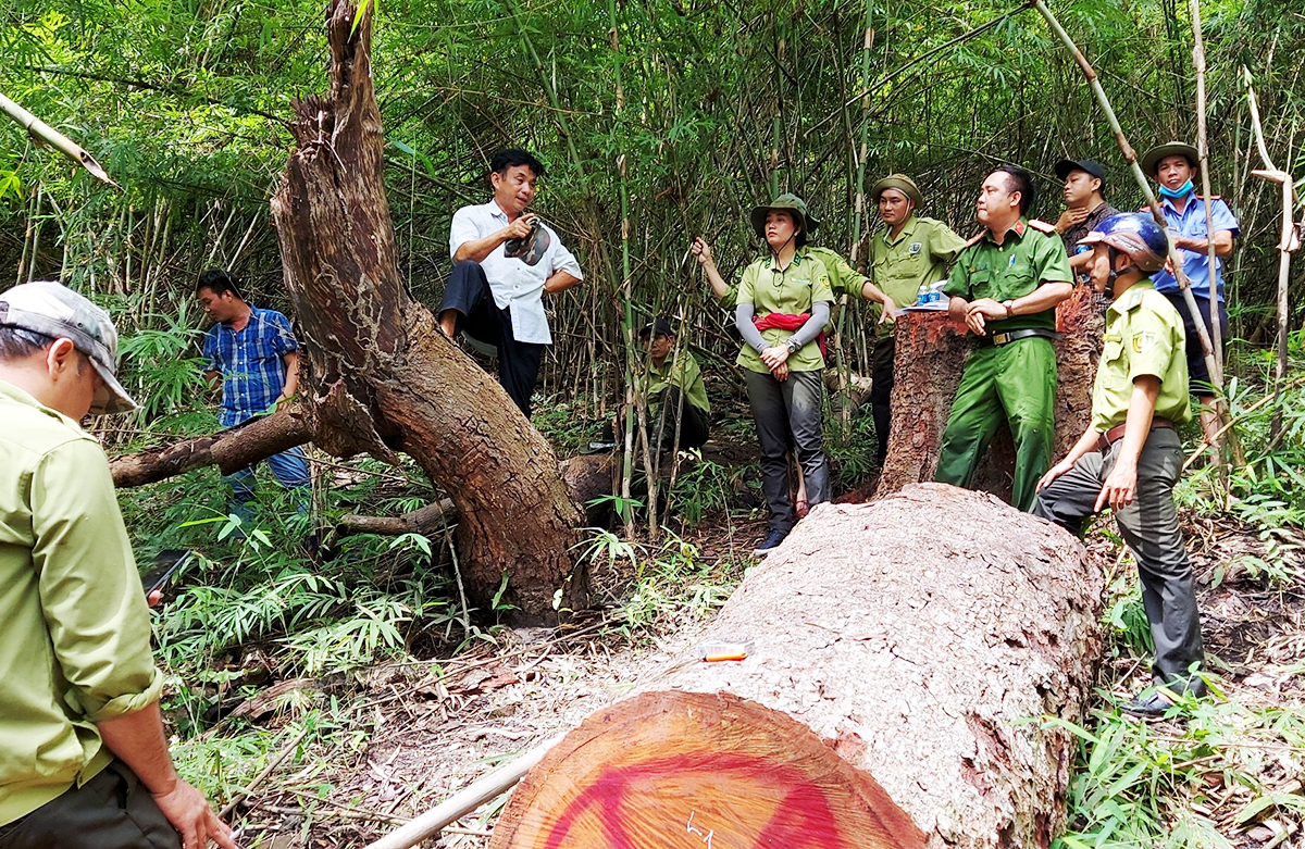 Giải quyết tranh chấp hợp đồng khai thác gỗ