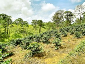 Thẩm quyền chuyển đổi đất rừng sản xuất thế nào?