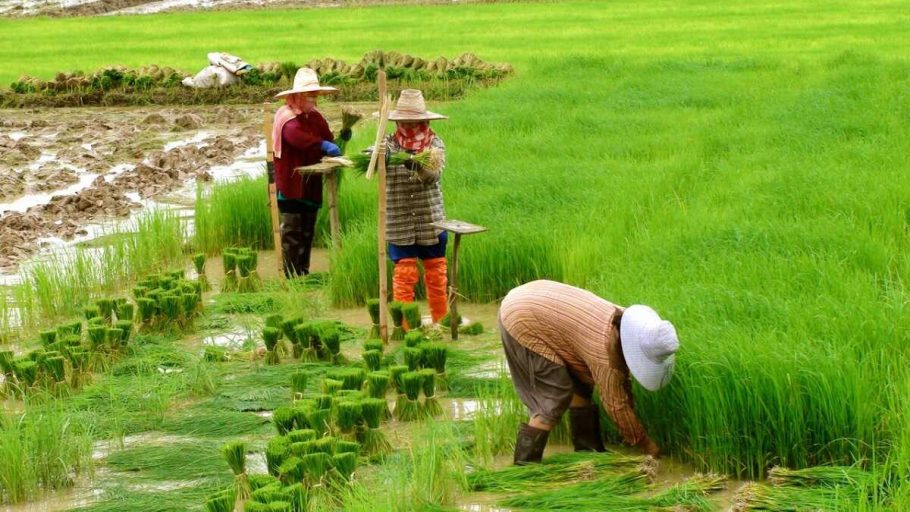 Quy định hạn mức giao đất trồng lúa năm 2023